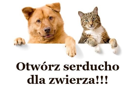 AKCJA „GWIAZDKA DLA ZWIERZAKA”